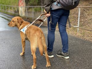 En brun ledarhund går med sin förare på en gångväg. 